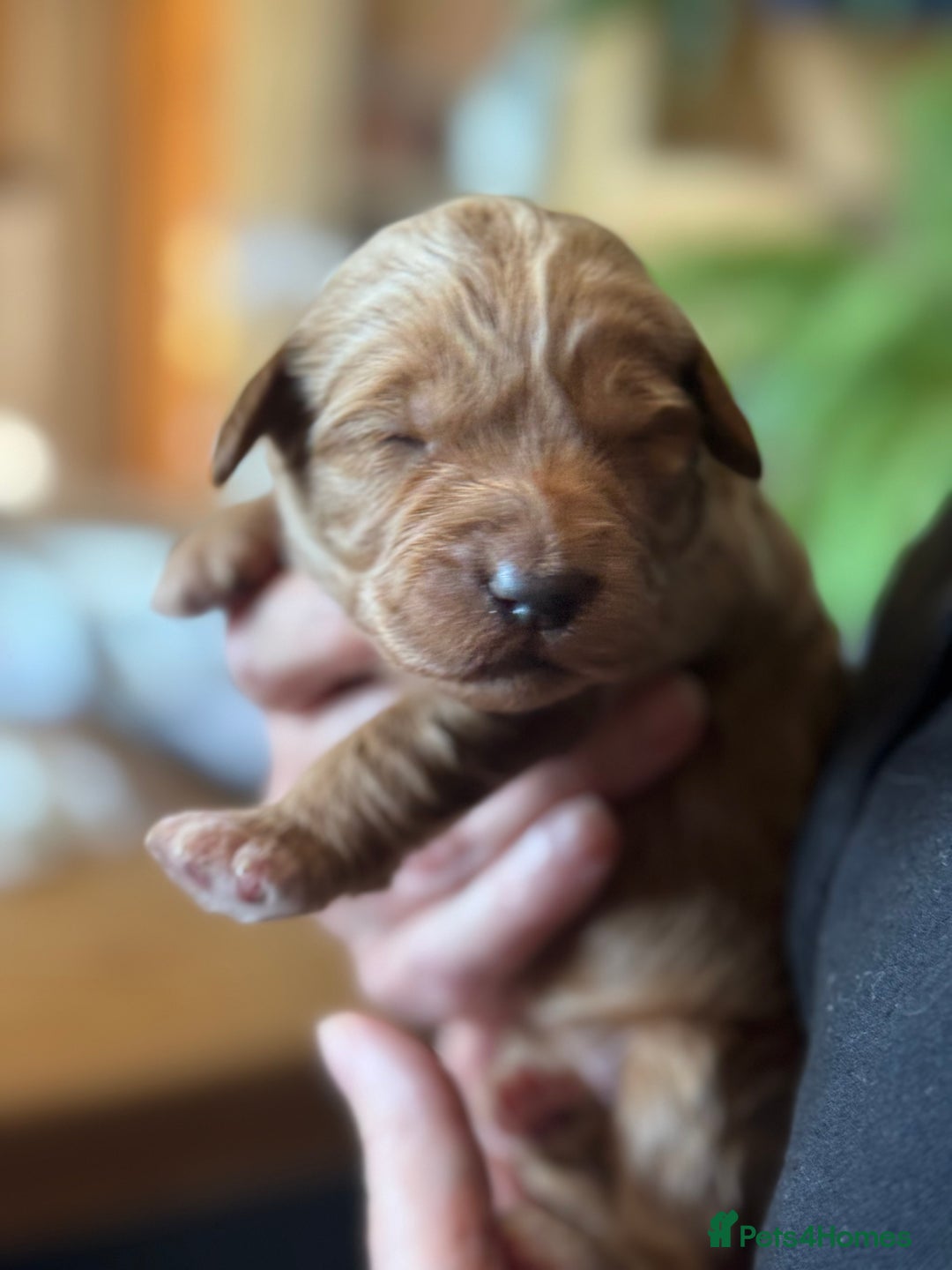 Australian Labradoodle dogs for sale: 100% Pure bred Australian Labradoodle - Advert 17