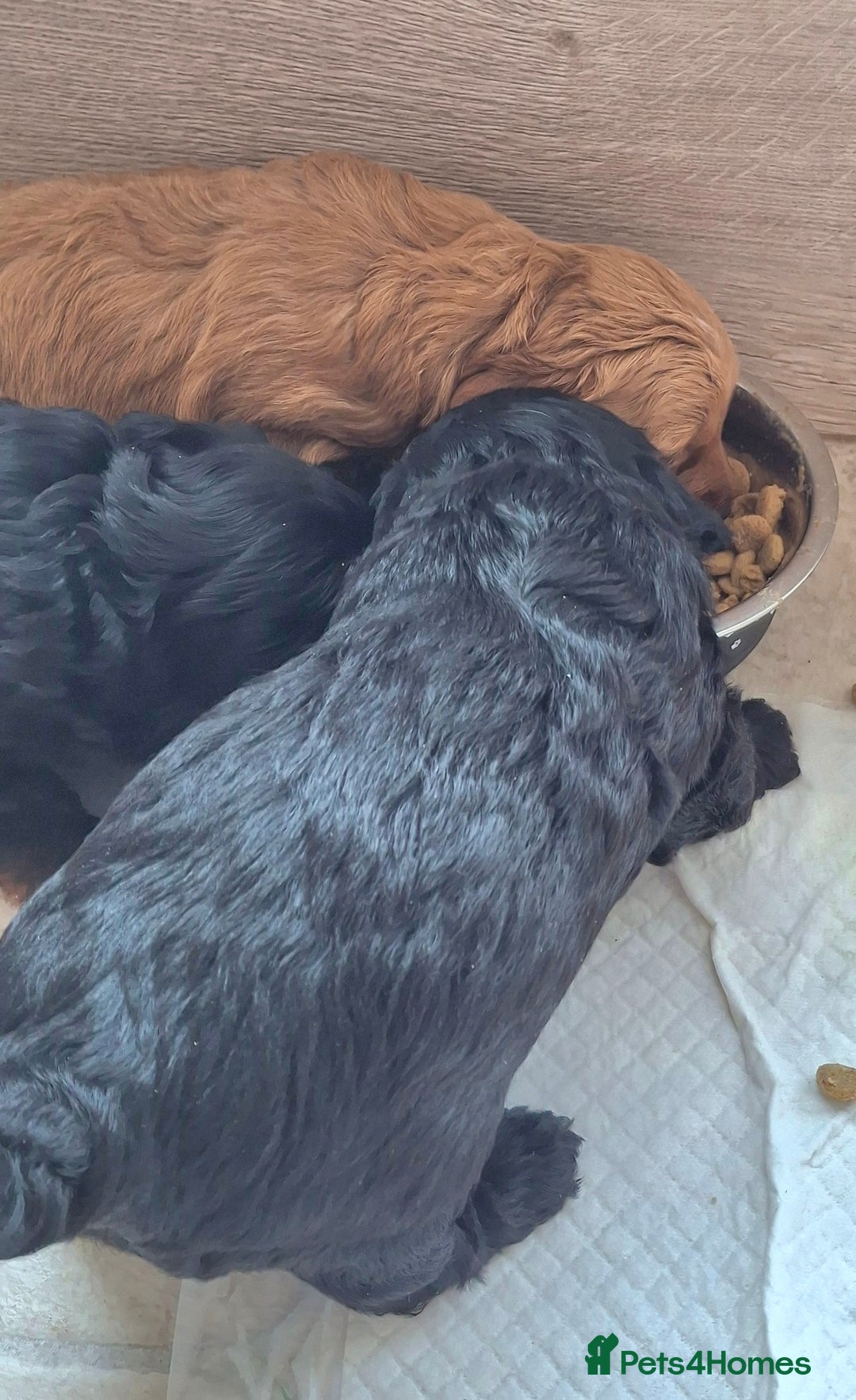 Cavapoo dogs for sale: Toy Cavapoo puppies - Image 22
