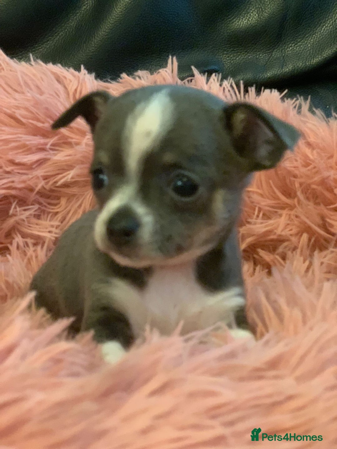 Chihuahua dogs for sale: Beautiful black & blue tri chihuahua puppies  - Advert 28