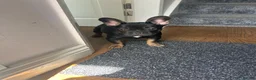 French Bulldog dogs for sale: Last fluffy carrying French bulldog girl - Advert 4