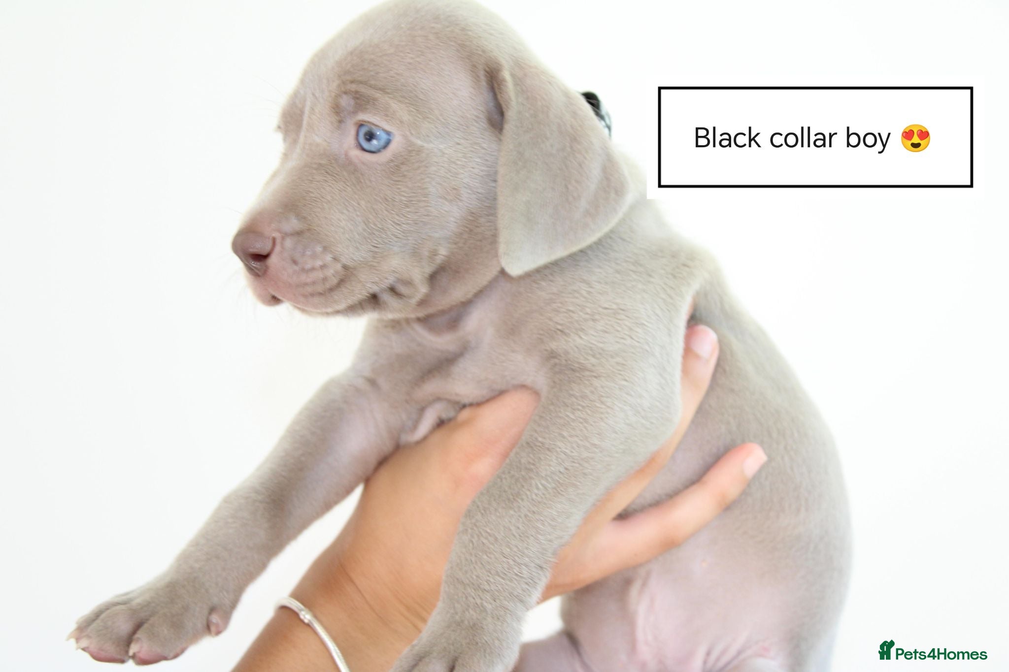 Weimaraner dogs Stunning pedigree puppies, London, ready 18 Sep - Advert 14