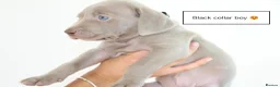 Weimaraner dogs for sale: Stunning puppies, one chuncky silver boy available - Advert 13