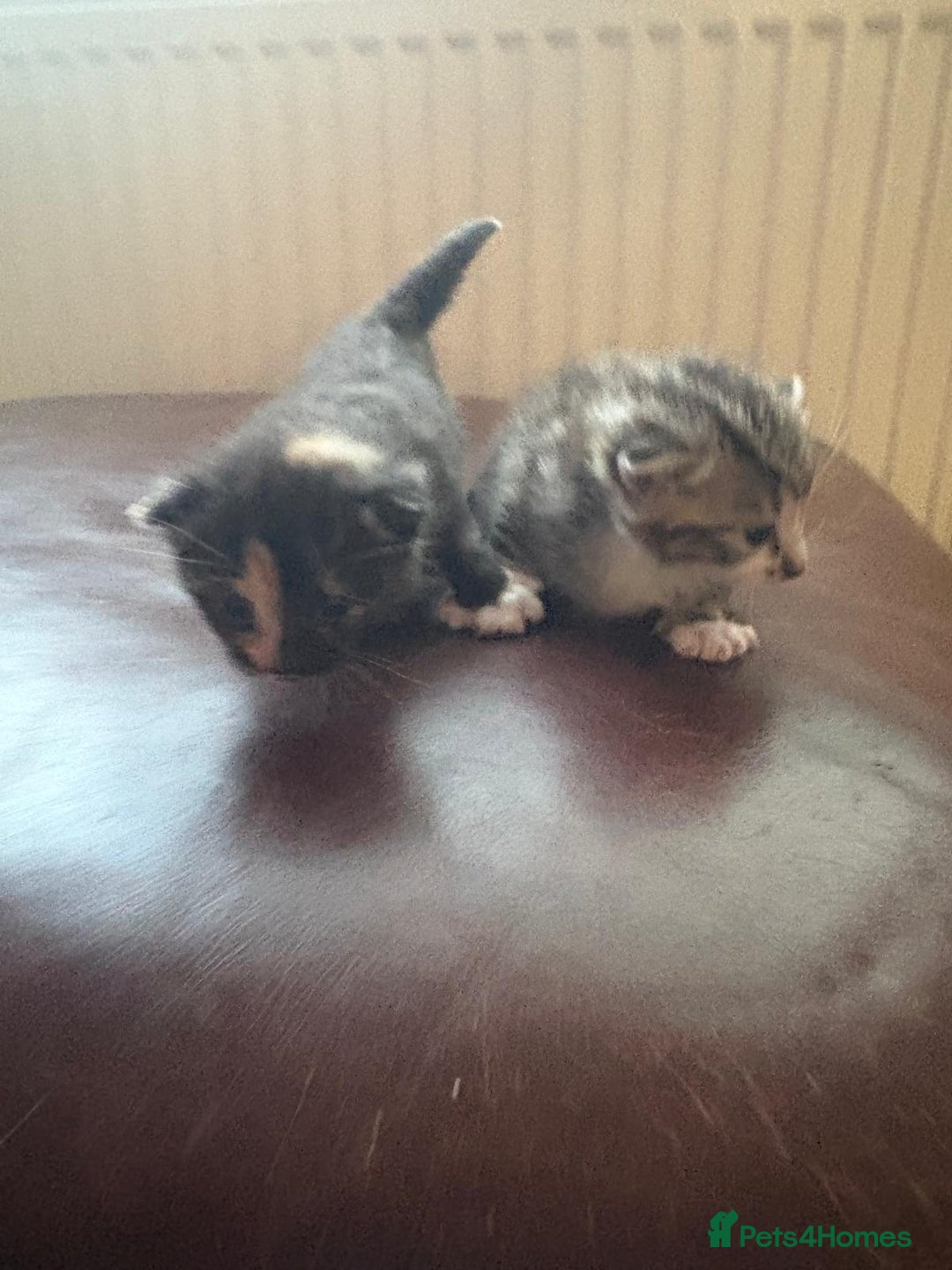 Mixed Breed cats for sale: Only 2 kittens available  - Advert 4
