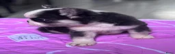 French Bulldog dogs for sale: Adorable fluffy frenchies - Advert 8