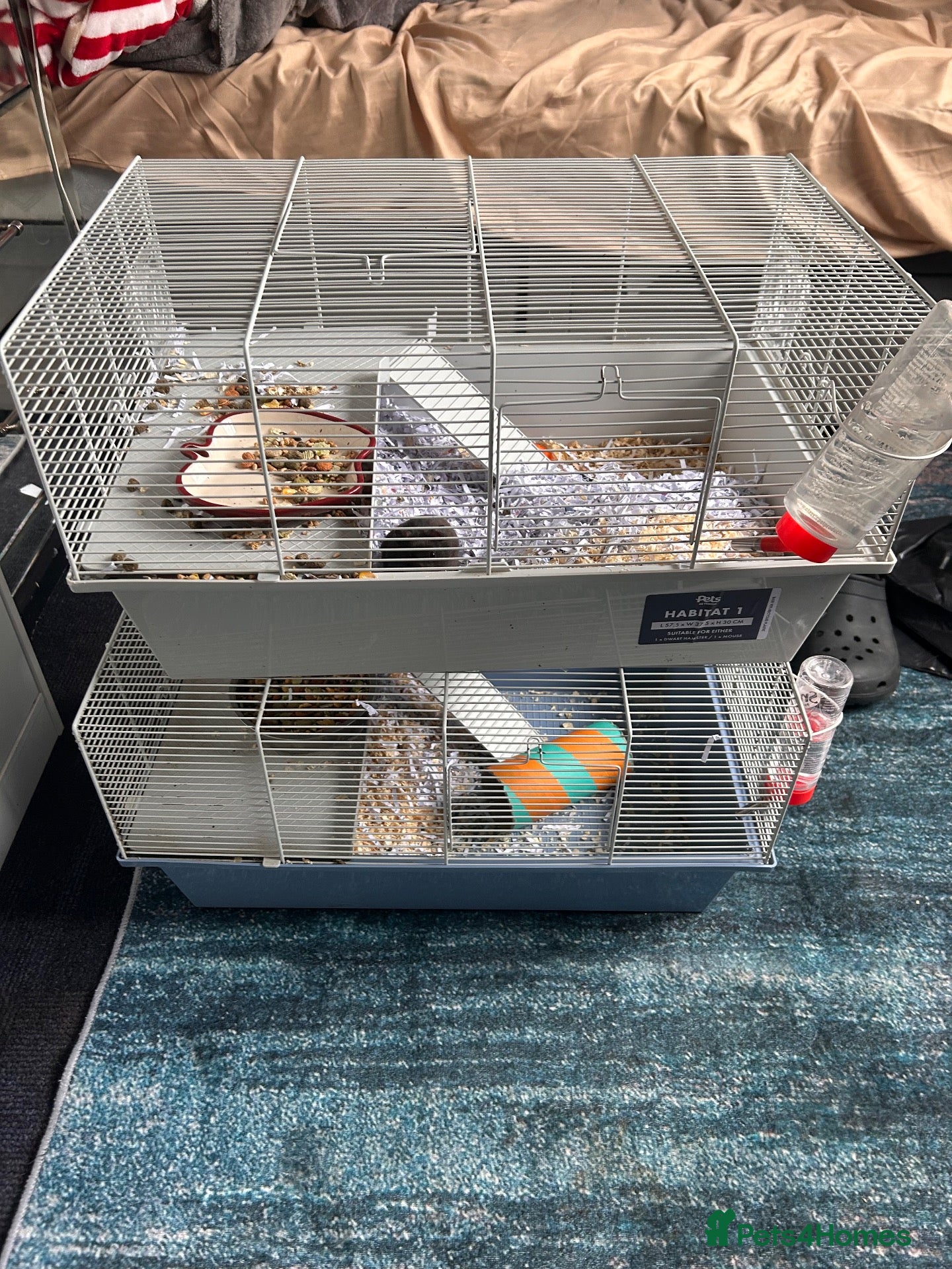 Hamster rodents Hamsters with cage 4 hamsters with 4 cages  - Advert 9