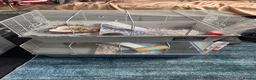 Hamster rodents for sale: Hamsters with cage 4 hamsters with 4 cages  - Advert 1