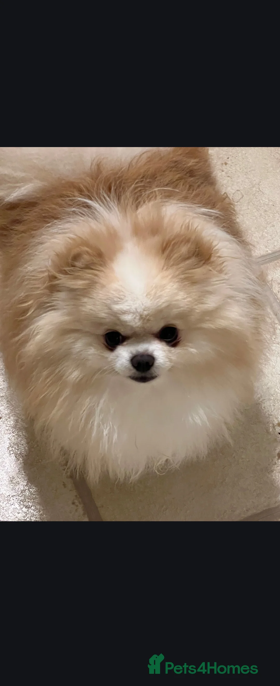 Pomeranian dogs for sale: 2 beautiful pomeranian girls - Advert 10