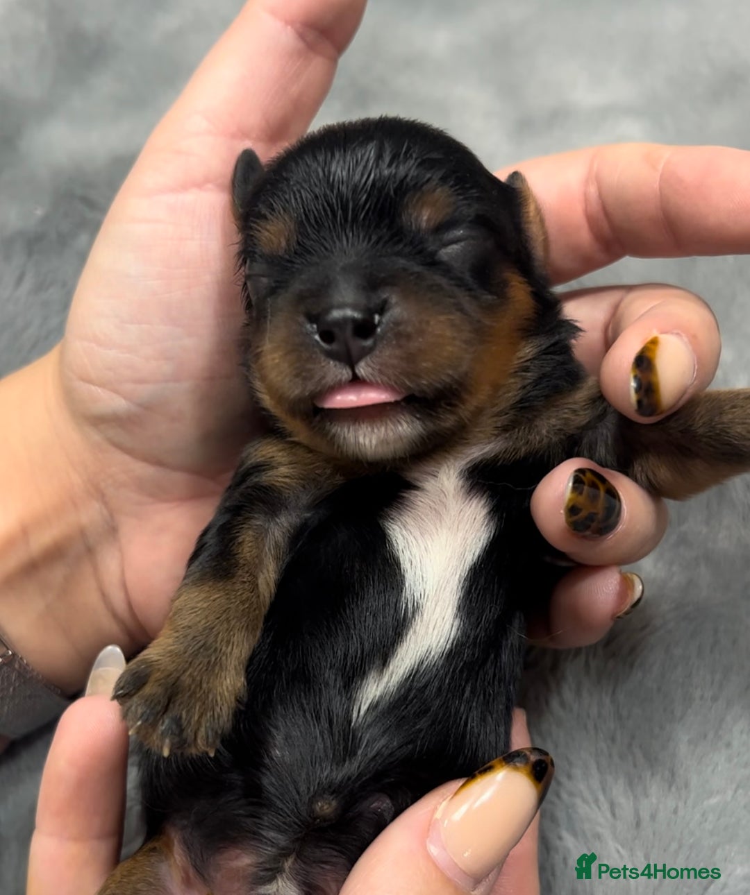 Cavalier King Charles Spaniel dogs for sale: Chocolate Kc reg cavalier King Charles - Advert 30