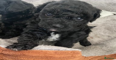 Cavapoo dogs - Advert 15