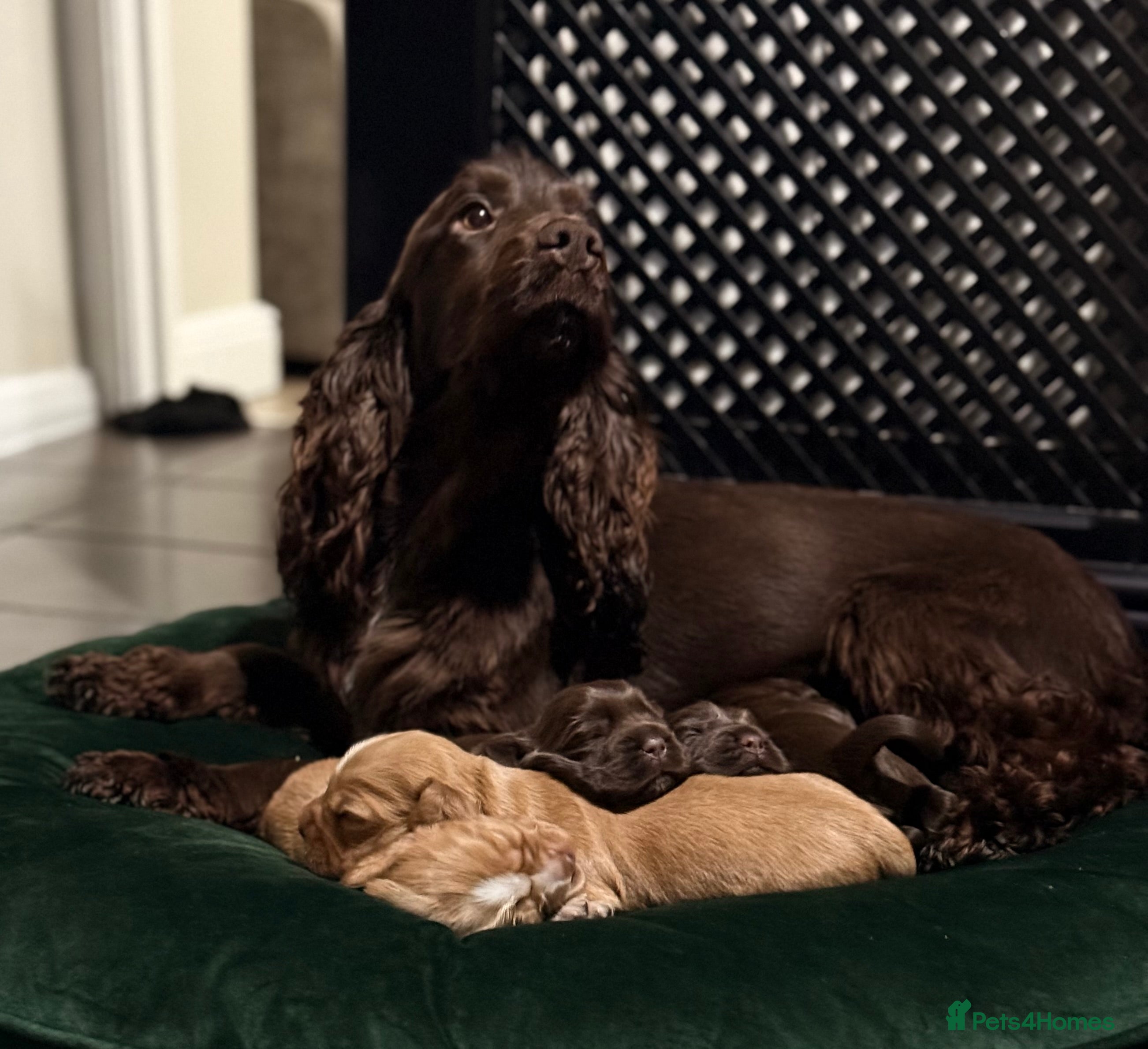 Cocker Spaniel dogs Show cocker spaniels  - Advert 1