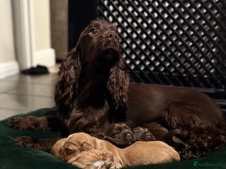 Cocker Spaniel dogs Show cocker spaniels - Advert 5