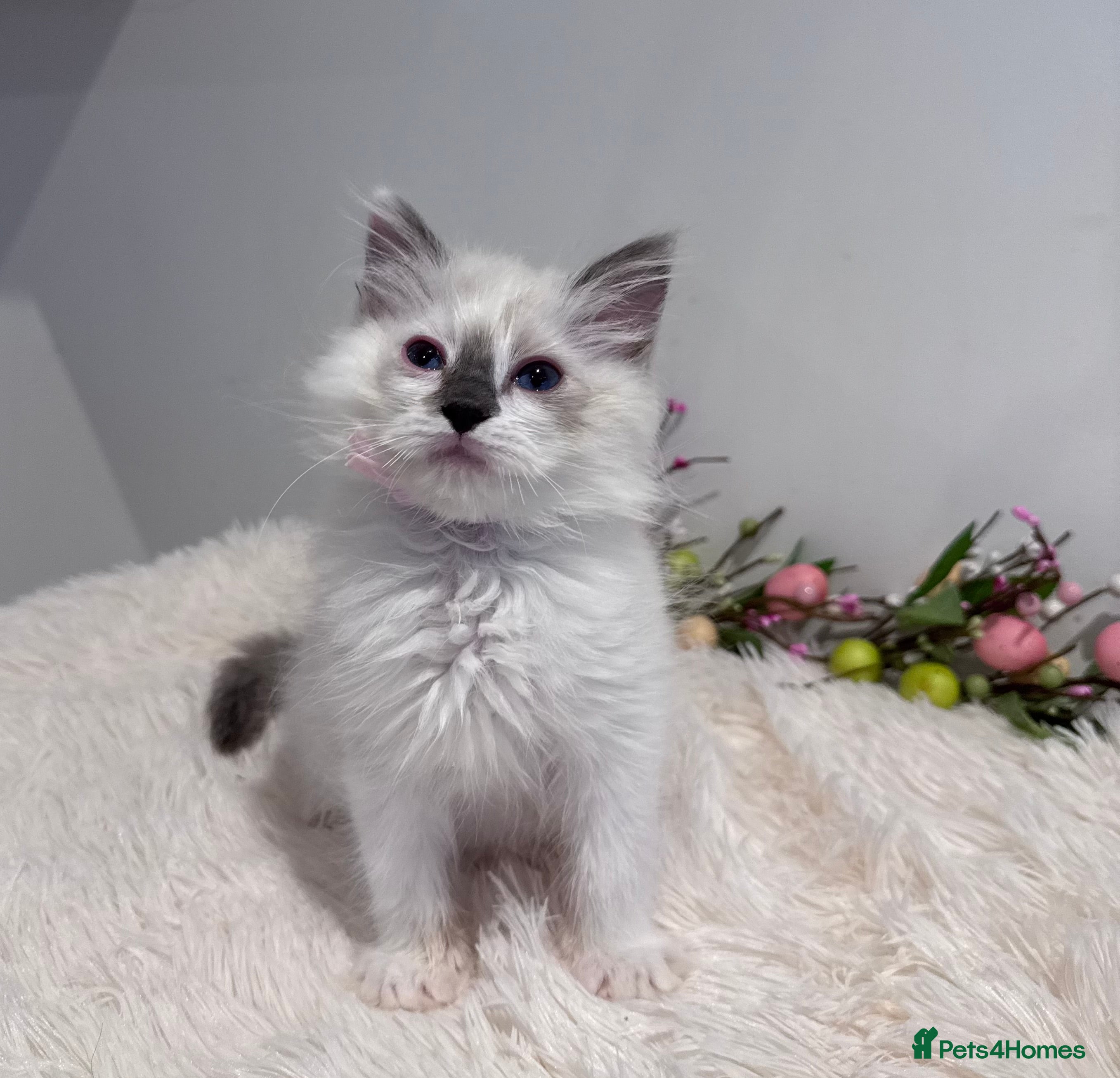 Ragdoll cats Beautiful TICA registered Ragdoll kittens  - Advert 2