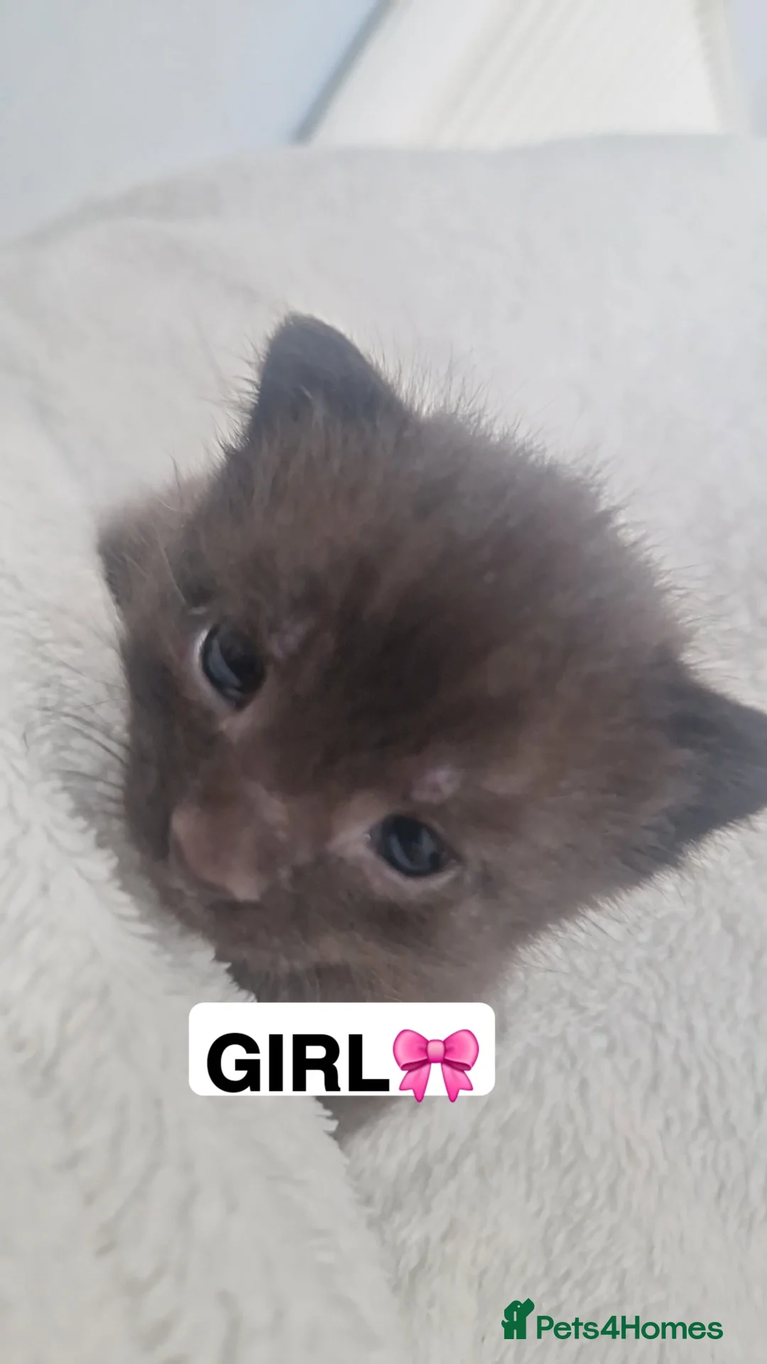 Mixed Breed cats for sale: Kittens in Hull - Advert 4