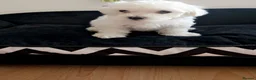 Maltese dogs for sale: Beautiful pure Maltese puppies  - Advert 8