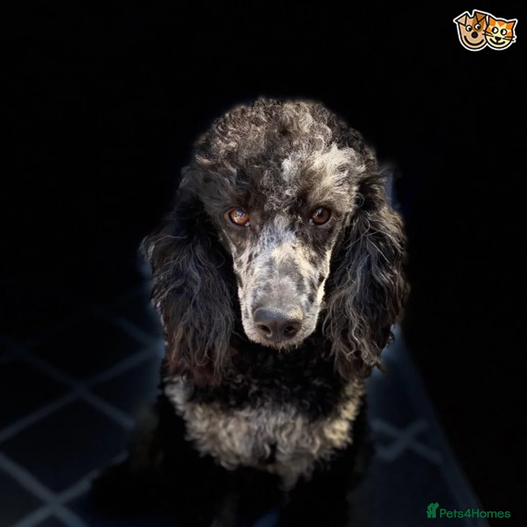 Miniature Poodle dogs for stud: HEALTH TESTED MERLE MIN POO CARRIES CHOC & PHANTOM in Chippenham - Advert 4