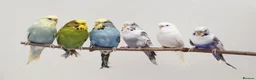 Parrots birds for sale: Amazos/Parakeets/Parrots available  - Advert 5