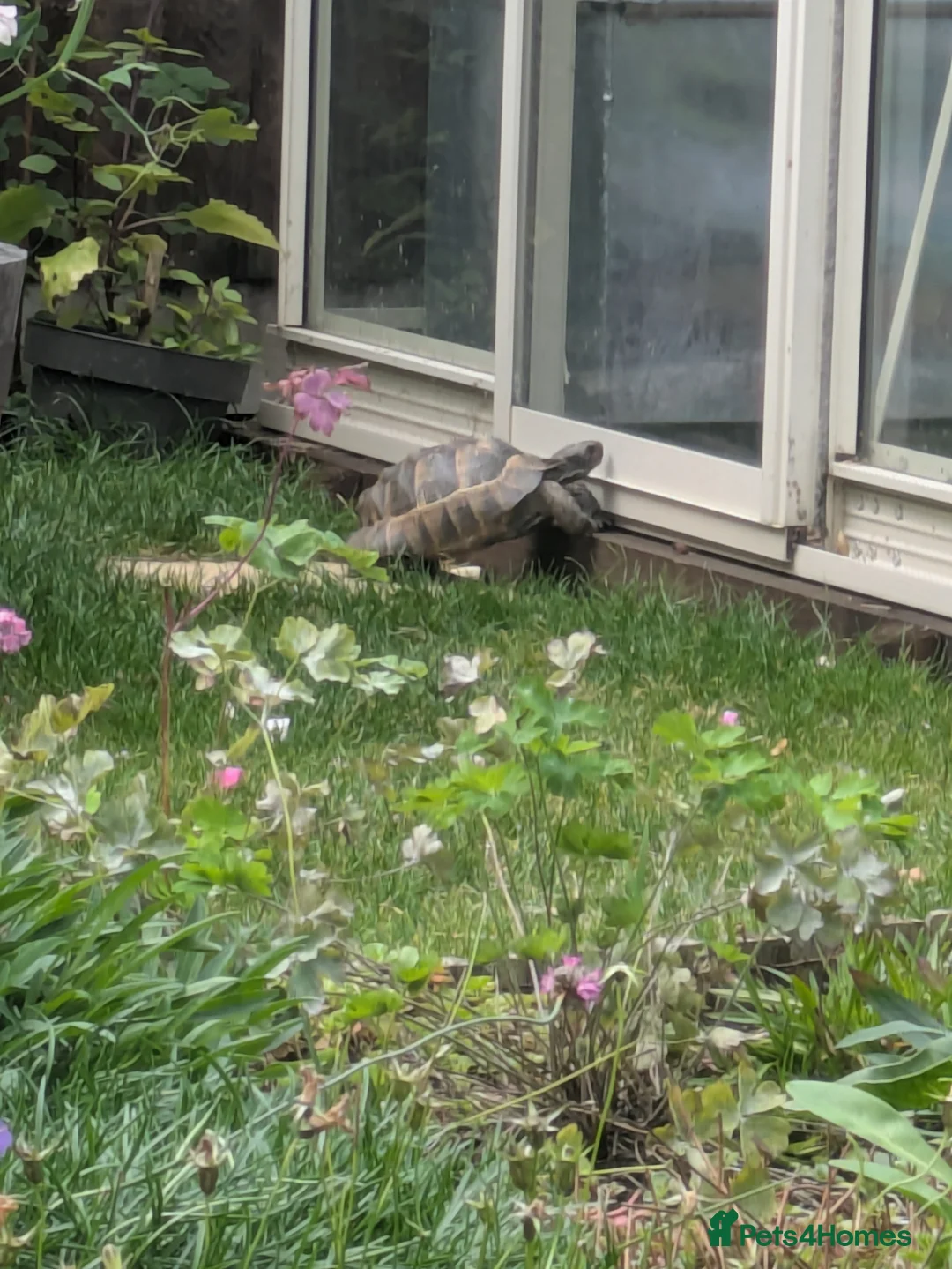 Hermann Tortoise reptiles for sale: Herman Tortoise Male 14years old in Holt - Advert 6