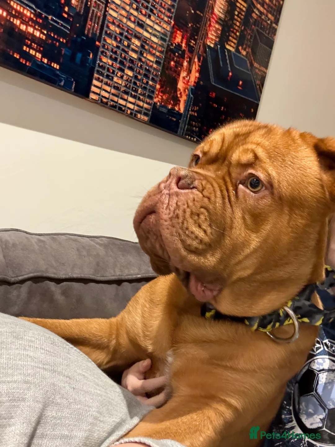 Dogue De Bordeaux dogs for sale: Beautiful boy - Advert 1