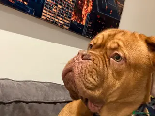 Dogue De Bordeaux dogs Beautiful boy - Advert 1