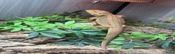Bearded Dragon reptiles for sale: 1.5yr Male bearded dragon & full set up  in Ayr - Advert 1