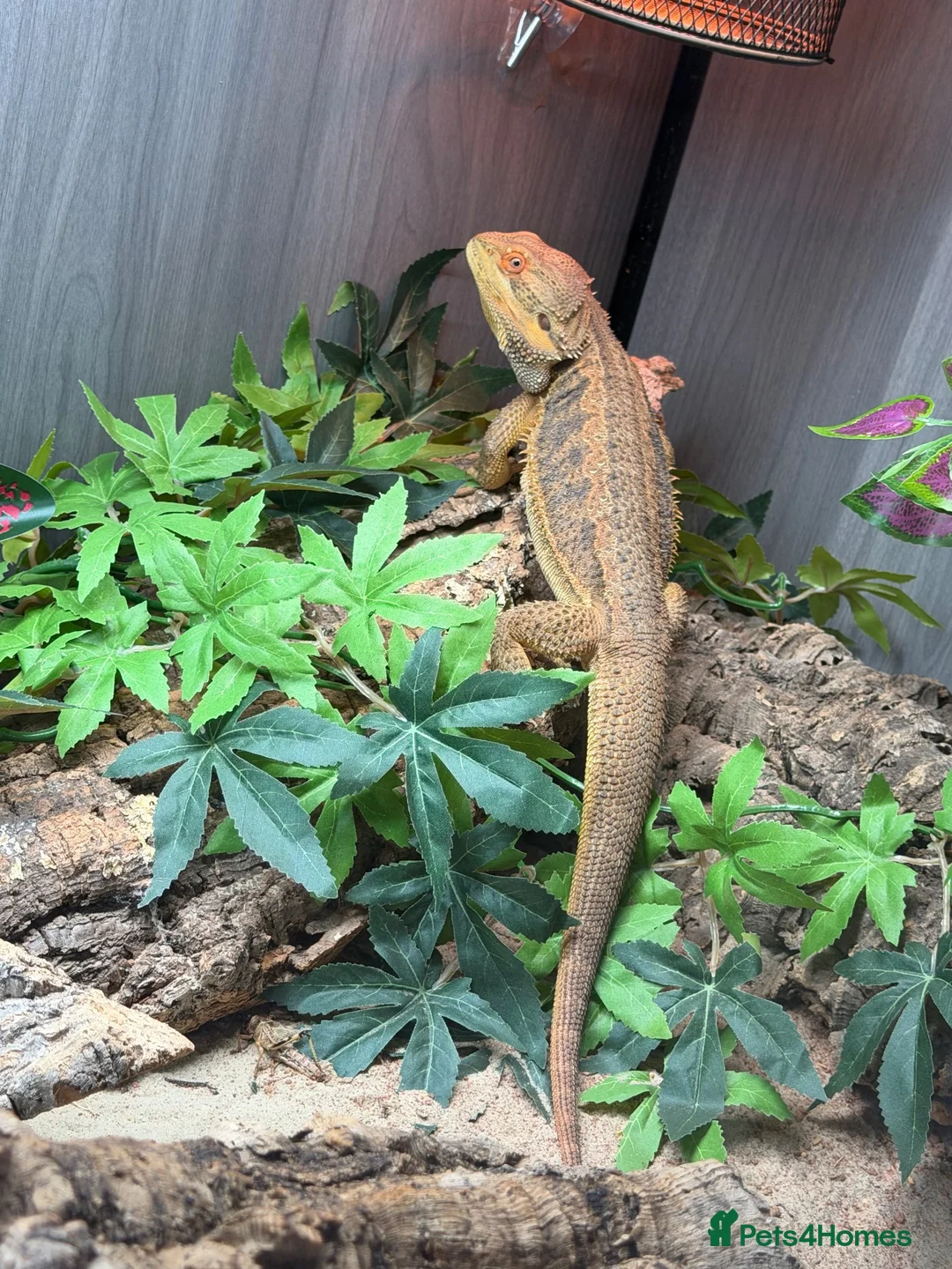 Bearded Dragon reptiles for sale: 1.5yr Male bearded dragon & full set up  in Ayr - Advert 1