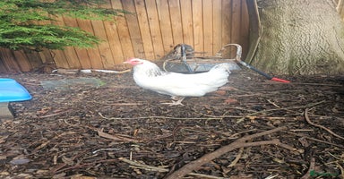 Chickens poultry SMALL FLOCK FOR SALE - Advert 2