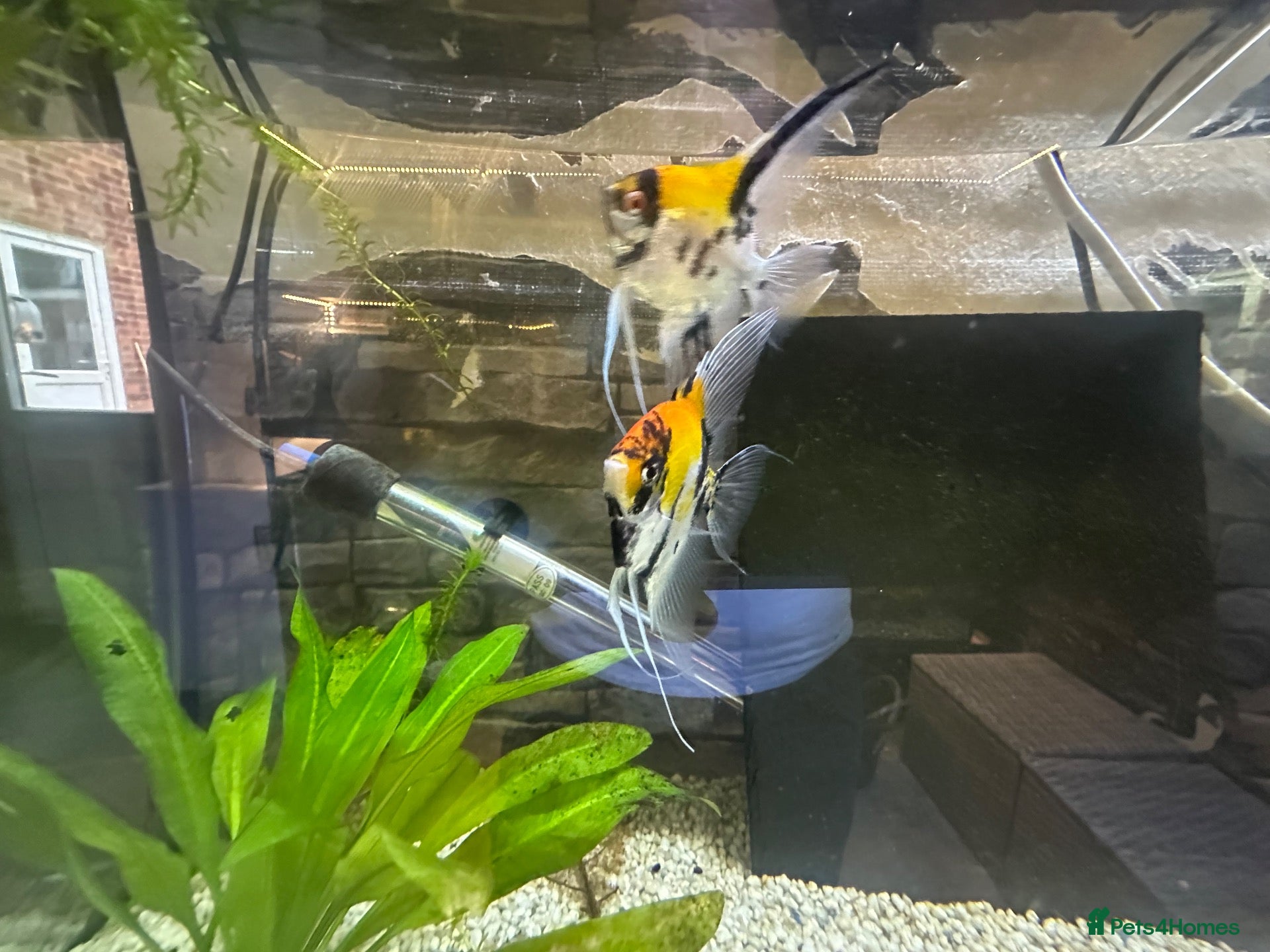 Angelfish fish Breeding Pair Koi Angel Fish - Advert 2