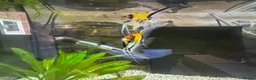 Angelfish fish for sale: Breeding Pair Koi Angel Fish - Advert 2