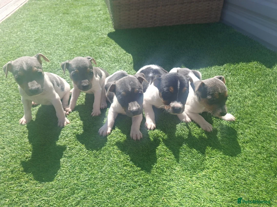 Jack Russell dogs for sale: Blue tri jack russell puppies - Advert 2