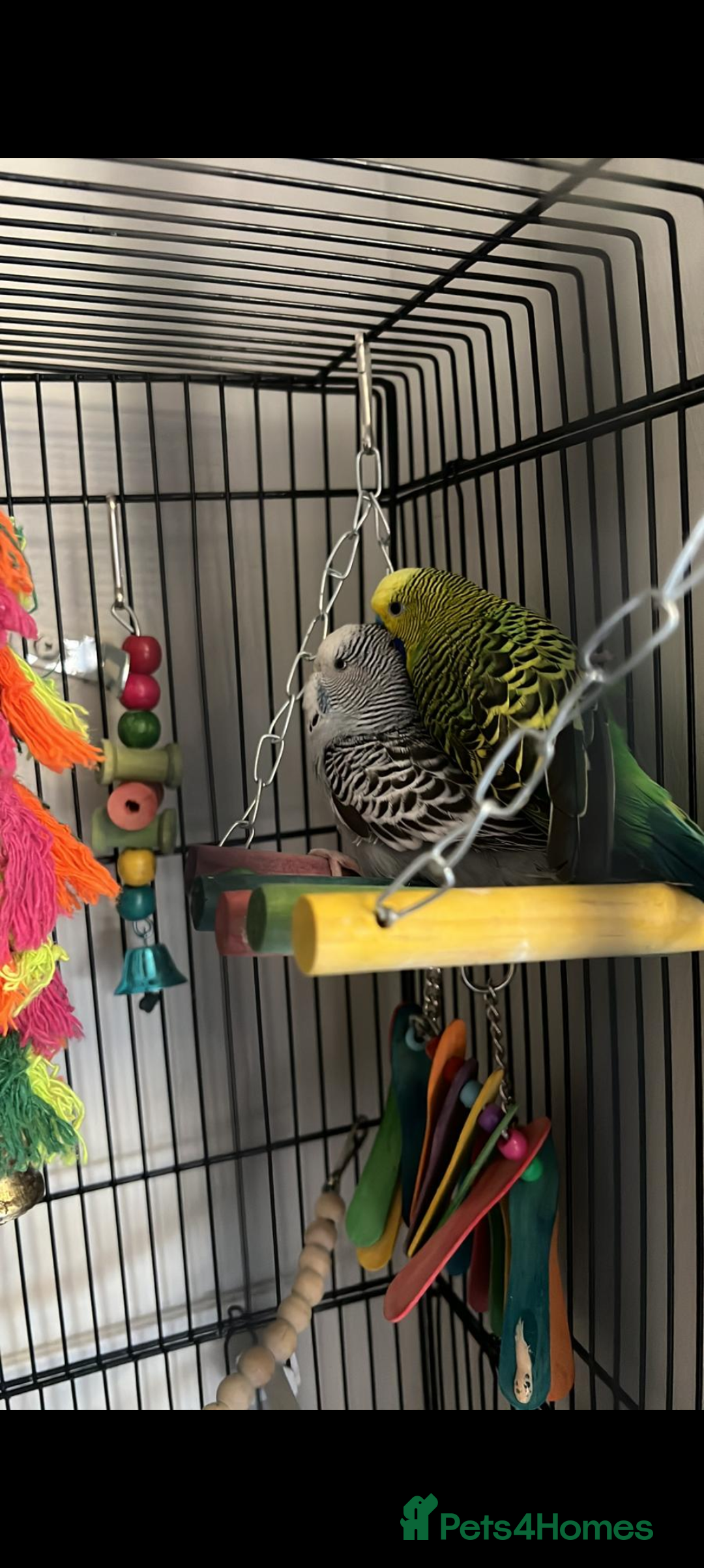 Budgerigars birds for sale: Budgerigar/Budgies  - Advert 1