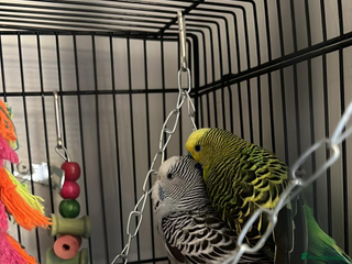 Budgerigars birds Budgerigar/Budgies - Advert 2