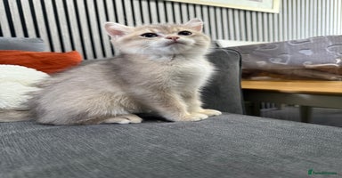British Shorthair cats - Advert 15