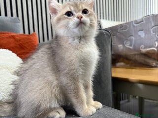 British Shorthair cats - Advert 9