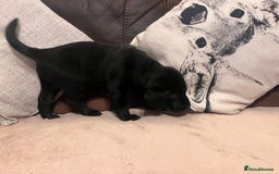 Labrador Retriever dogs for sale: Beautiful Labrador boy  - Image 4