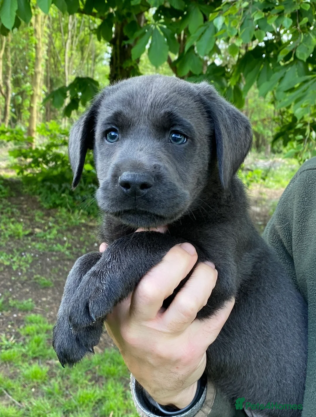 Labrador Retriever dogs for sale: ⭐️ KC REG VET CHECK,  PUPPY PACK PUPPY FOOD - Advert 4
