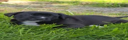 Mixed Breed dogs for sale: 2 female Daniff Puppies READY NOW - Advert 22