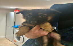 German Shepherd dogs for sale: Blue line German Shepherd’s - Ready today!  - Advert 1