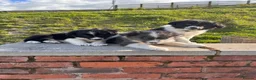 Border Collie dogs for sale: Beautiful Border Collie Puppies  - Advert 4
