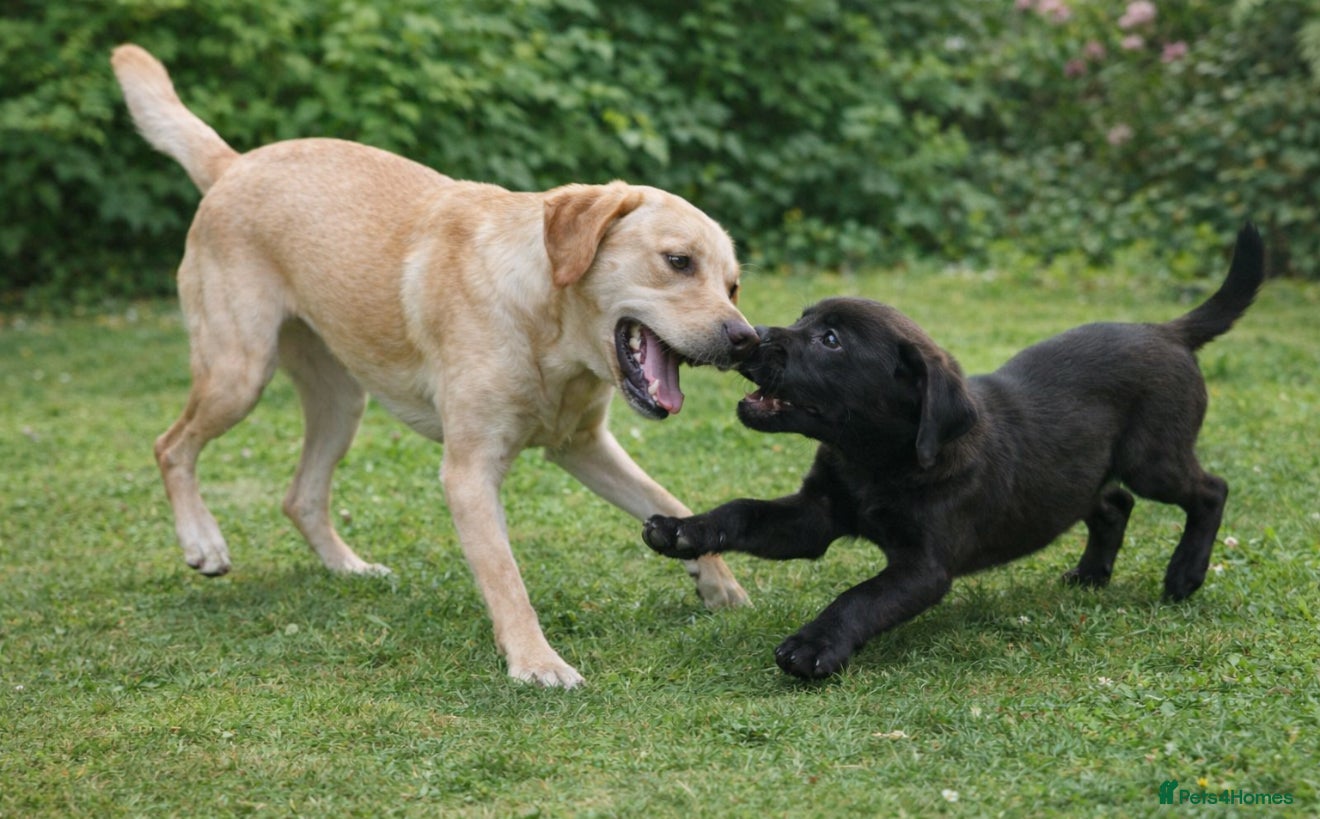 Labrador Retriever dogs Labrador Boy  - Advert 3