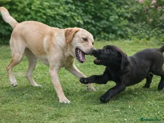 Labrador Retriever dogs Labrador Boy - Advert 3