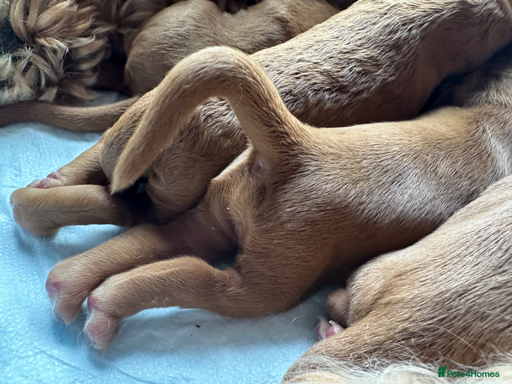 Cockapoo dogs 3 left Fox Red Stunning F2 Cockapoo  - Advert 1