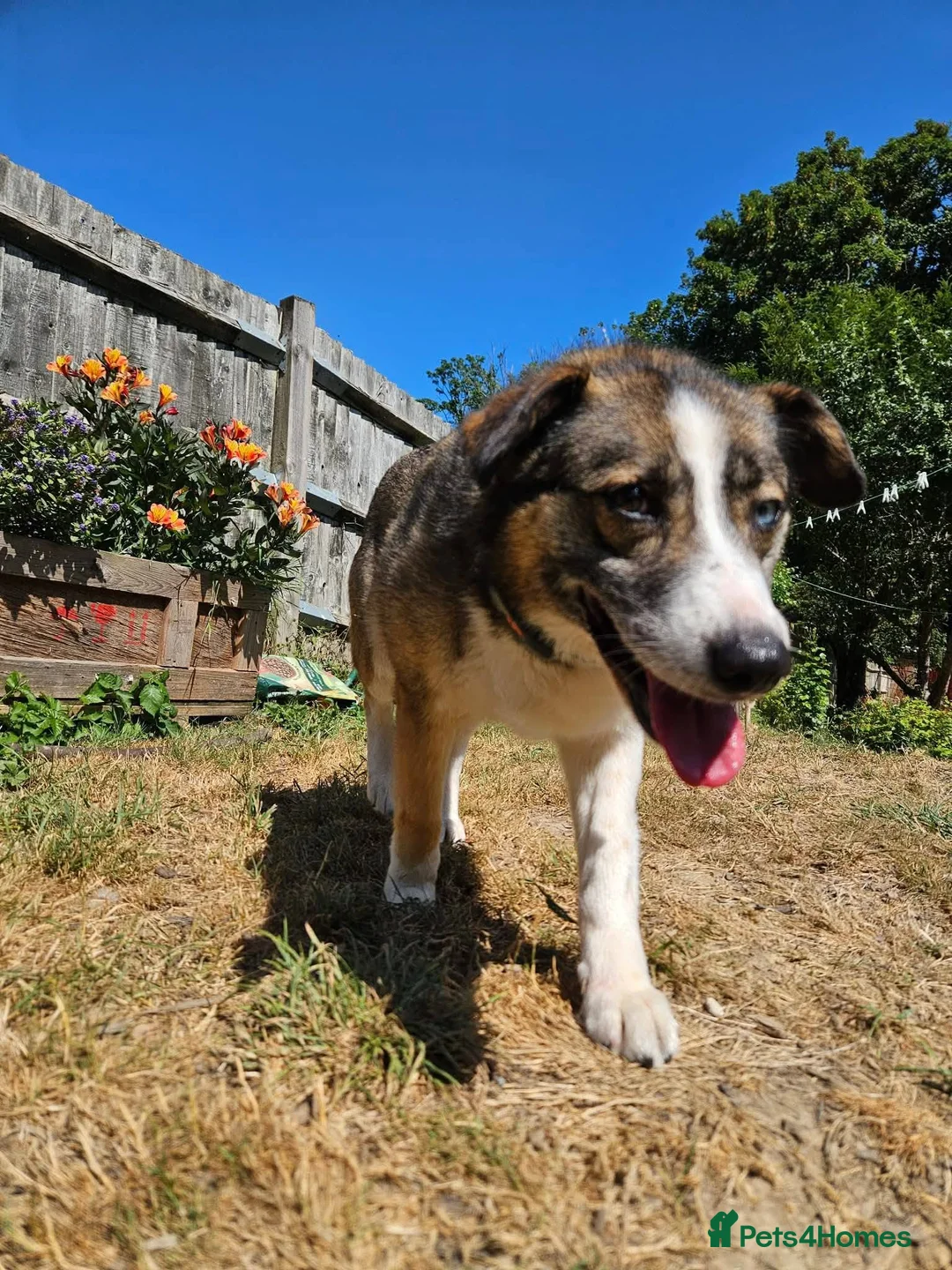 Mixed Breed dogs for adoption: Doucia for adoption in Hastings - Advert 2