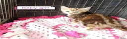 Bengal cats for sale: Bengal Cross kittens  - Advert 30