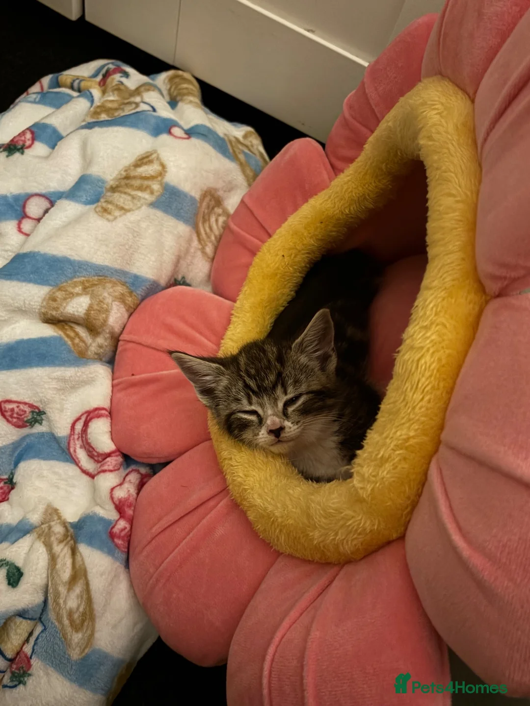 Mixed Breed cats for sale: Tuxedo x tabby in Atherstone - Advert 9