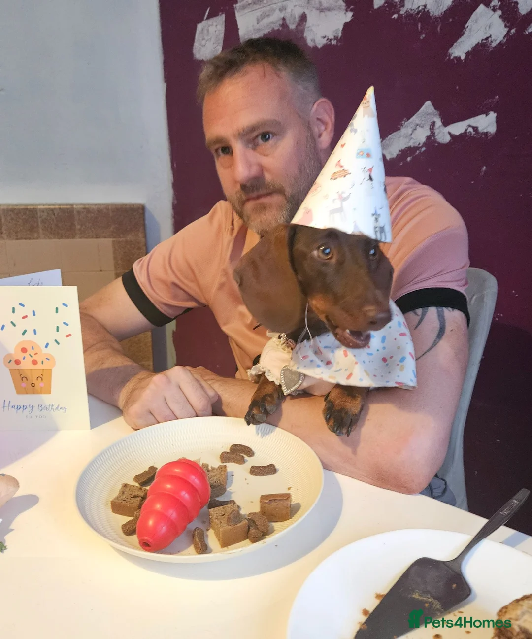 Miniature Dachshund dogs for sale: Sweet big brown female  - Advert 12