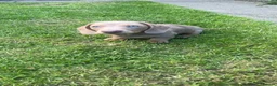Miniature Dachshund dogs for sale: Two beautiful miniature boy dachshunds  - Advert 3