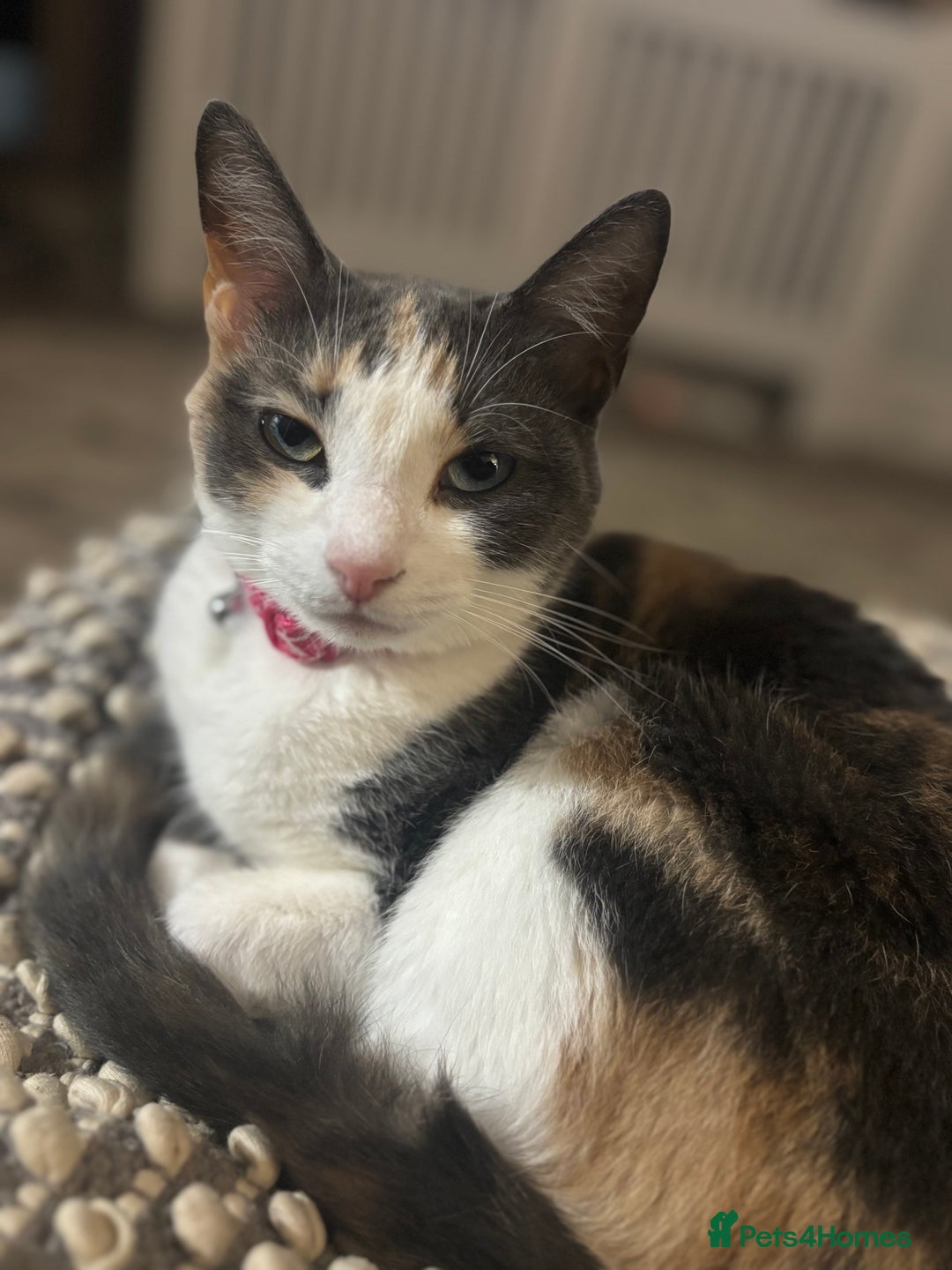 Domestic Shorthair cats for sale: Winnie - Image 2