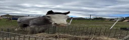 Irish Cob horses for sale: Grey Roan Cob 14hh 6 years old  - Advert 10
