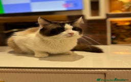 Ragdoll cats for sale: Loving Ragdoll kittens - Image 21