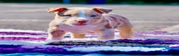 American Bully dogs for sale: ✨ Stunning ABKC Pocket Bully Puppies ✨ - Advert 4